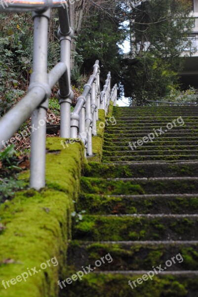 Moss Mossy Staircase Urban Pathway