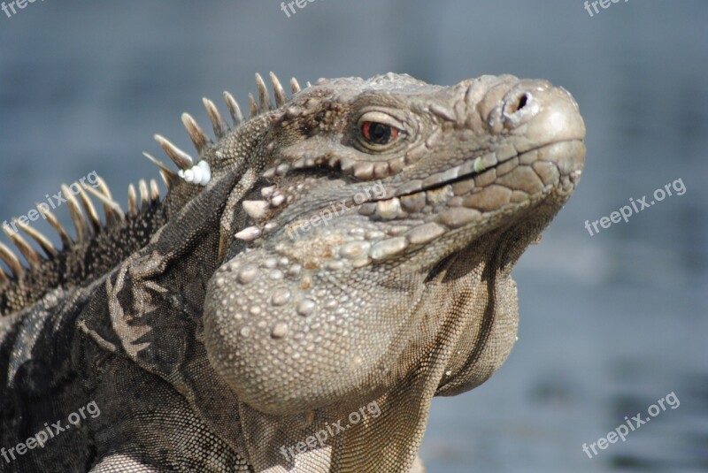 Iguana Caribbean Vacation Cayman Islands Reptile