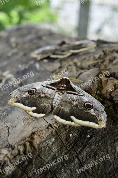 Insect Butterfly Moth Wiener Nachtpfauenauge Nature