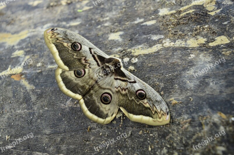 Insect Butterfly Moth Wiener Nachtpfauenauge Nature