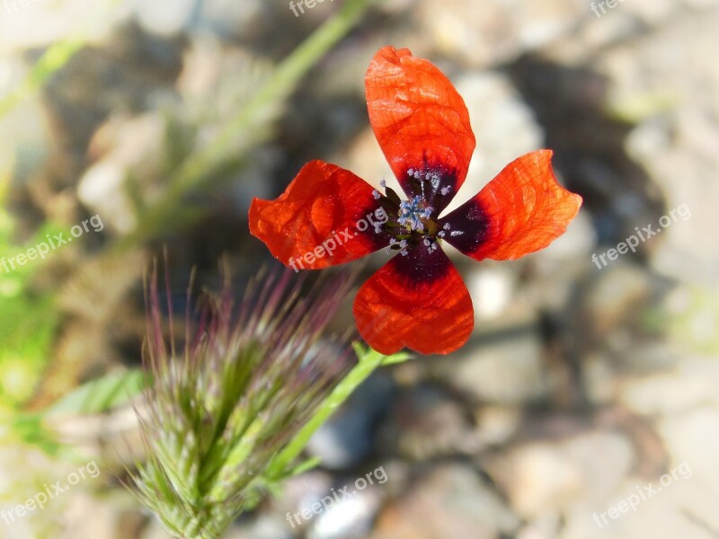 Papaver Hybridum Poppy Sad Poppy Flower Wild Flower