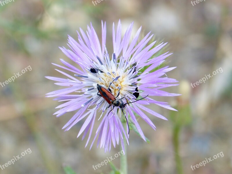 Flower Thistle Wild Flower Thistle Flower Weevil