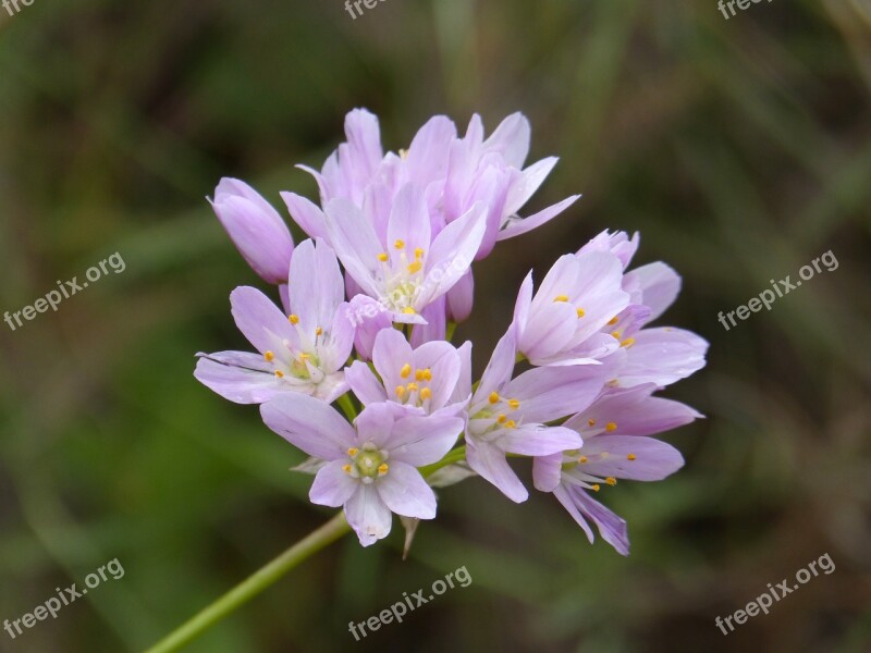 Garlic Flower Garlic Flower Beauty Detail