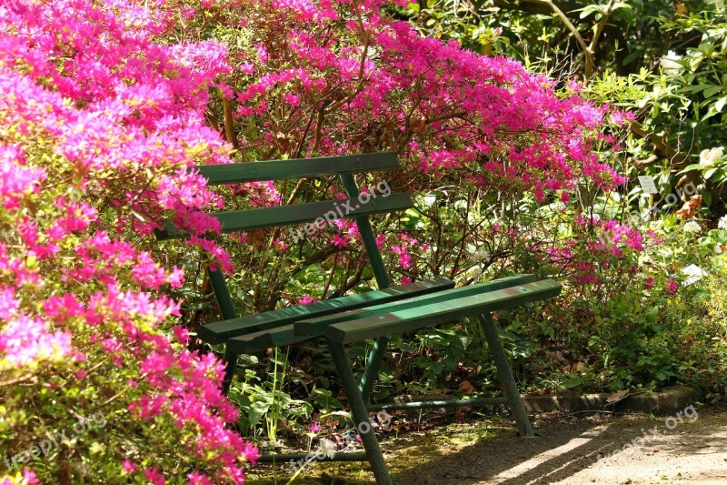 Azaleas Arboretum Park Spring Forest