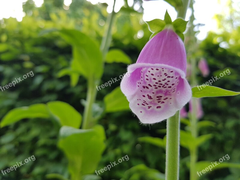 Thimble Plant Flower Close Up Toxic