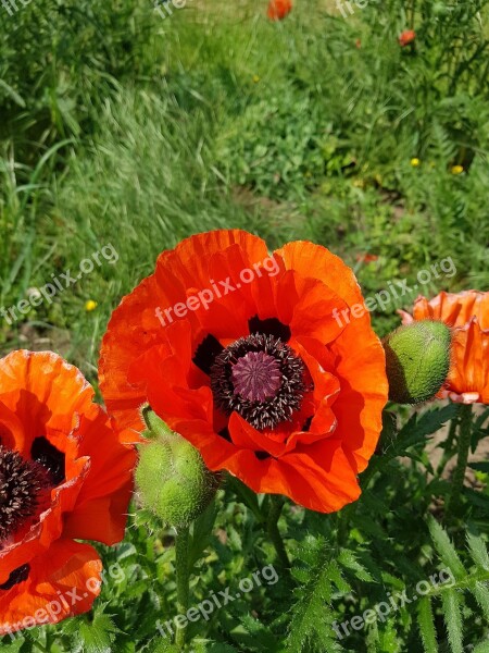 Poppy Plant Flower Red Blossom