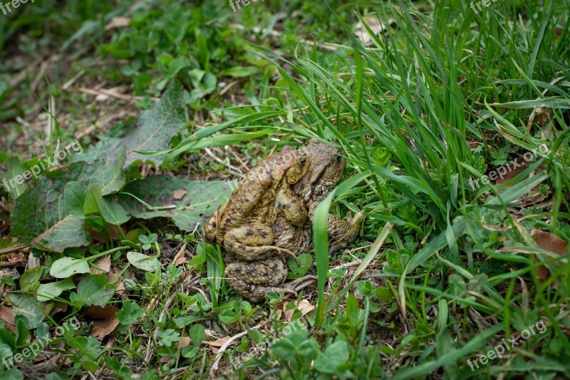 Frogs Toads Mating Season Pairing Mating