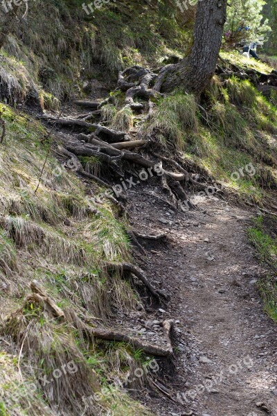 Away Path Trail Forest Path Nature