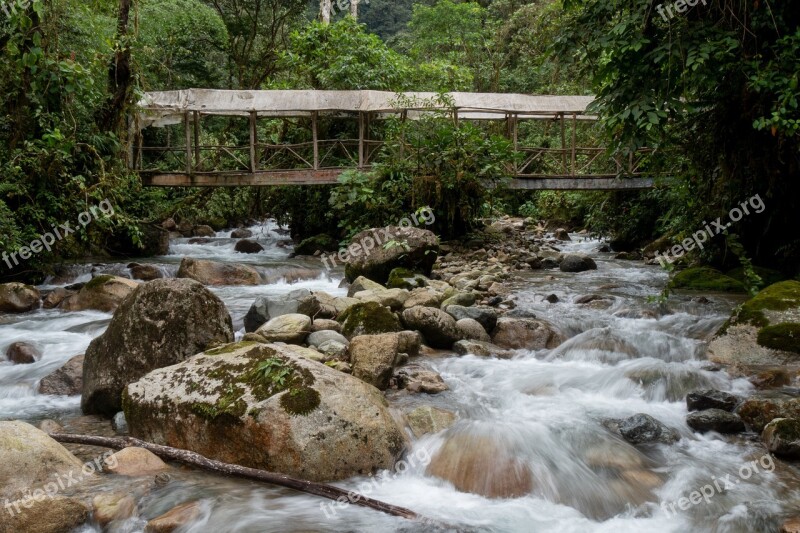 Rainforest Bridge River Water Nature