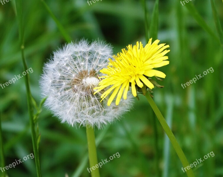 Dandelion Yellow Plant Flower Blossom