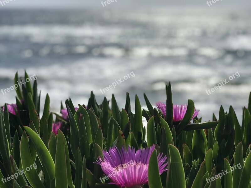 Sea Flower Light Holidays Water