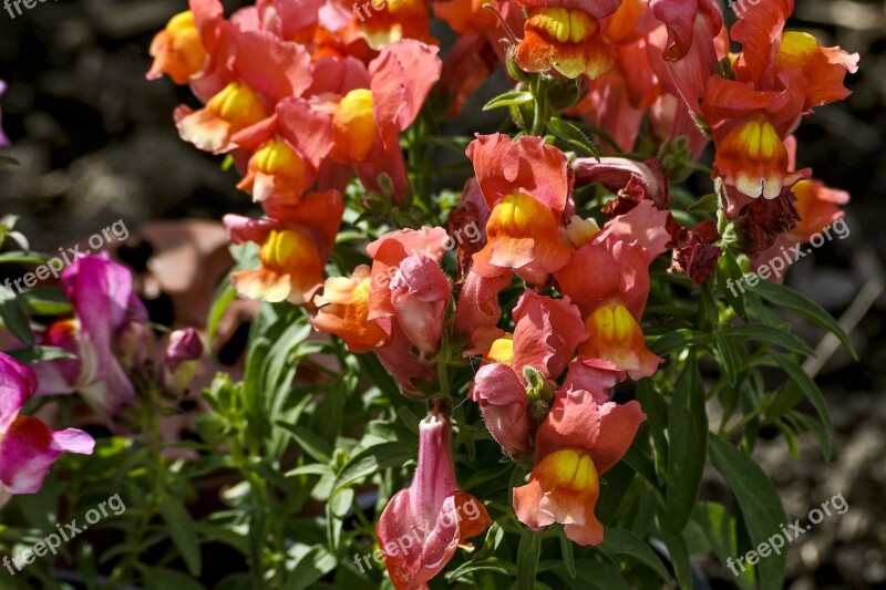 Snapdragon Garden Flower Garden Flora Pink