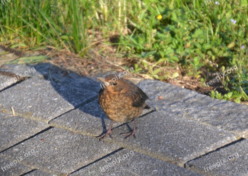 Blackbird Blackbird Young Young Animal Bird Young