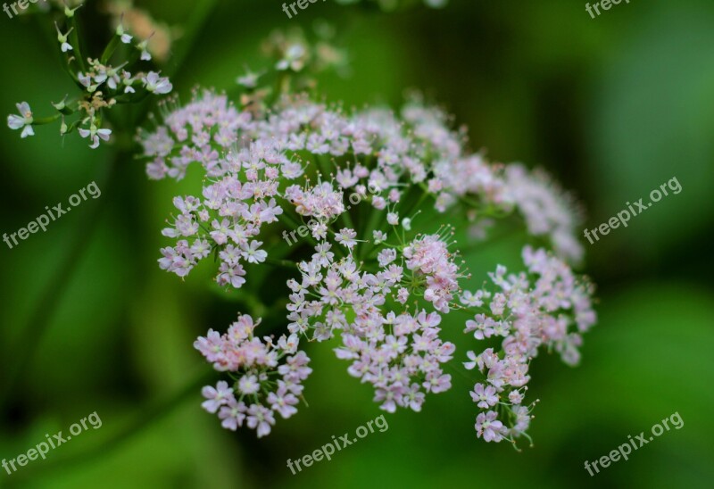 Valerian Officinalis Screen Flower Pink Herb Medicinal