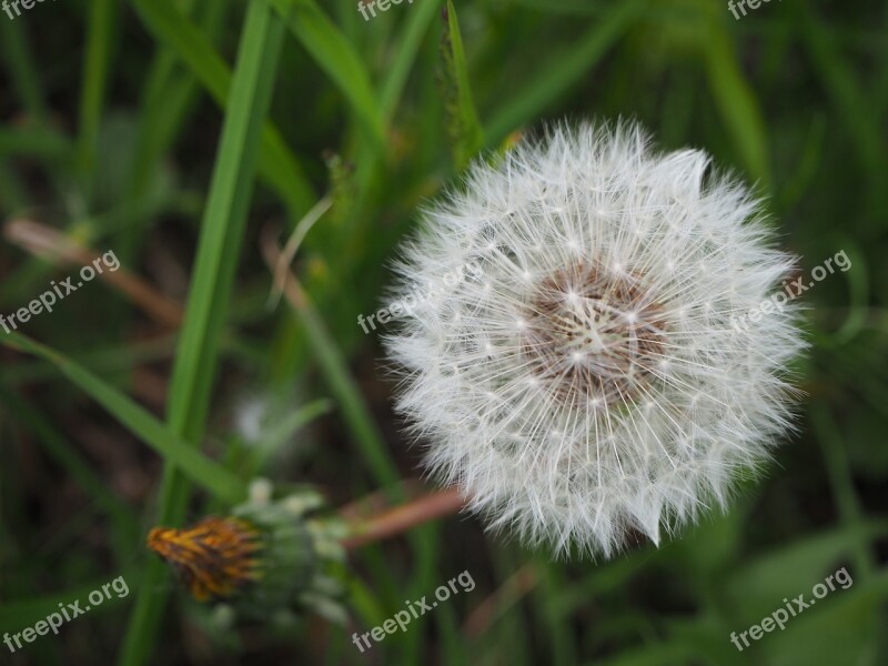 Dandelion Topknot Meadow Flower Spurge Free Photos