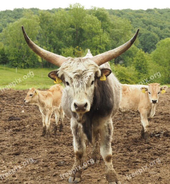 Cow Beef Cattle Animals Free Photos