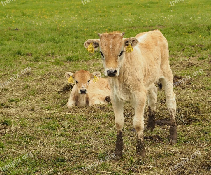 Boo Cow Beef Cattle Animal