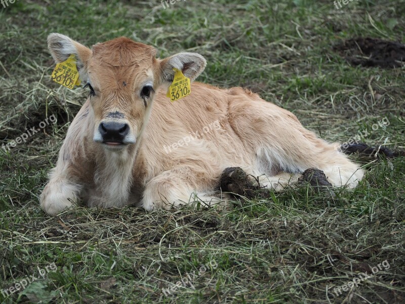 Calf Boo Cow Beef Cattle