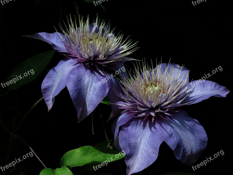 Multi-blue Clematis Blue Nature Plant