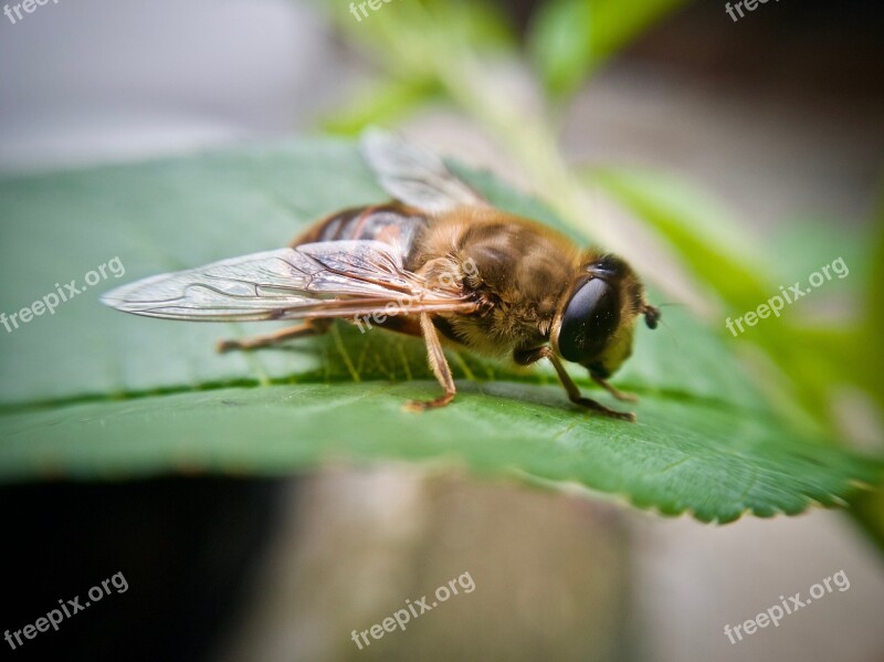 Bee Flying Insect Animals Wings