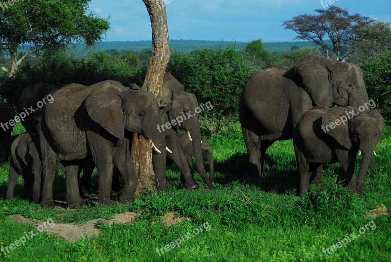 Family Elephants Elephant Africa Nature