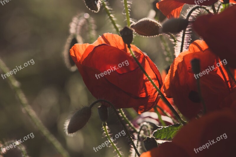 Nature Flowers Garden Flora Summer