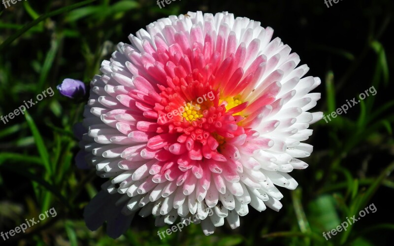 Daisy Flower Spring Garden Nature