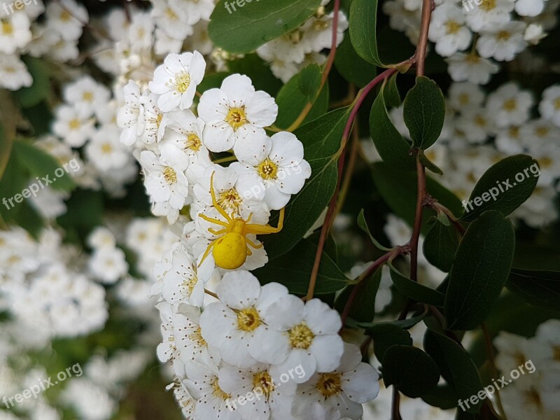 Nature Spider Blossom Bloom Plant