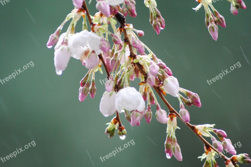 May Flowers Rain Blossom Cherry Blossom Raindrop