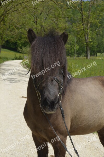 Icelanders Pony Animal Iceland Horse Icelandic