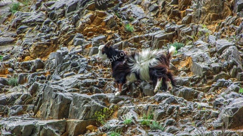 Goat Animal Cliff Livestock Adaptation