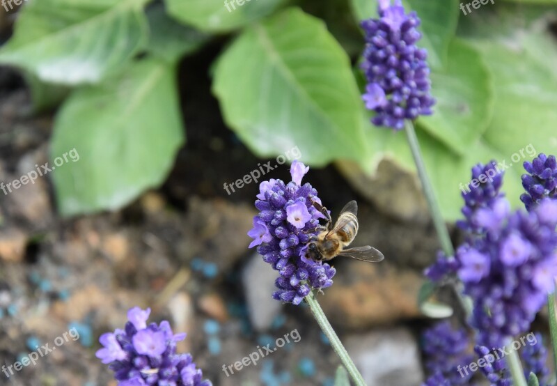 Flower Lavender Spring Nature Garden