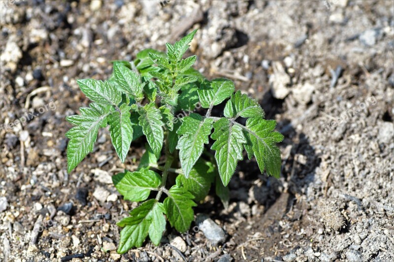 Tomato Seedlings Garden Green Plant