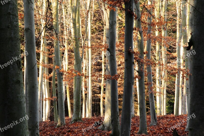 Woods Forest Beech Autumn Fall Trees