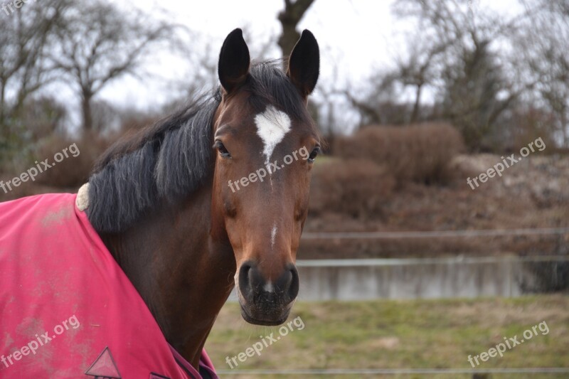 Horse Horse Head Animal Portrait Mane Brown