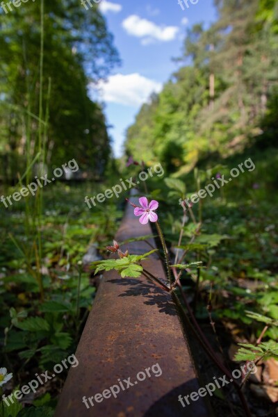 Flower Bloom Heyday Spring Urban