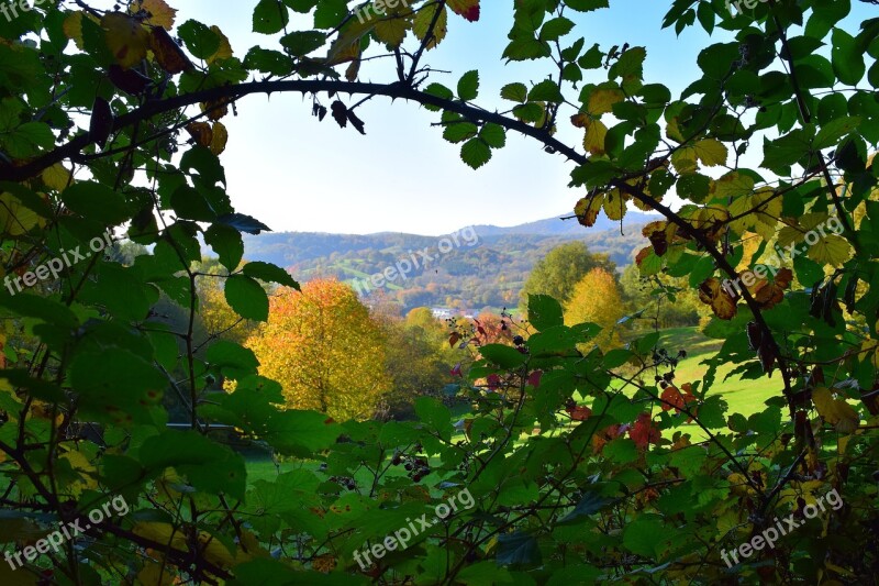 Nature Autumn Hedge Landscape Forest