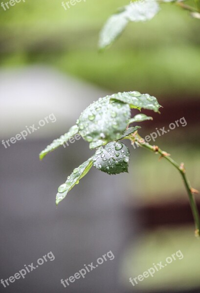 Leaves Wet Droplets Water Free Photos