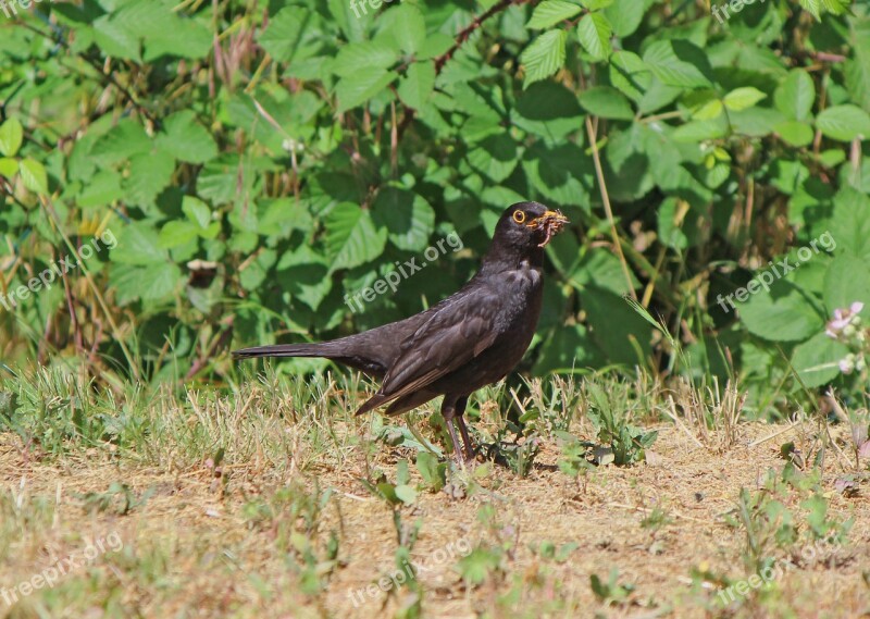 Blackbird Bird Nature Animal Bill