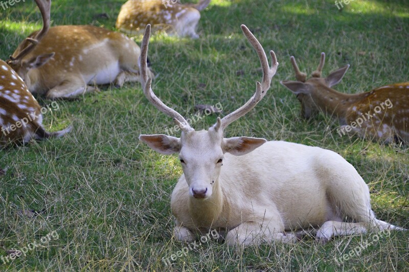 Hirsch Animal White Nature Animal World