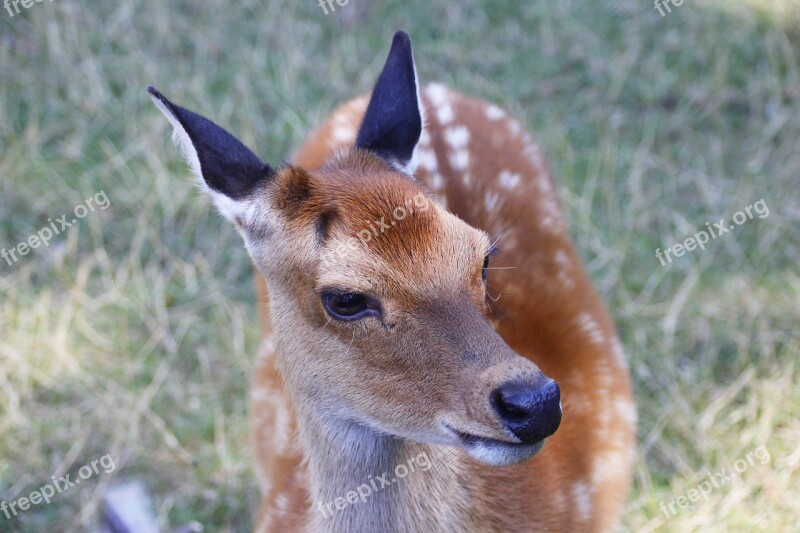 Roe Deer Animal Nature Fallow Deer Mammal