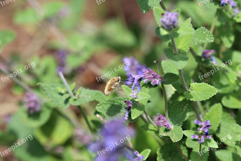 Insect Nectar Blossom Bloom Nature