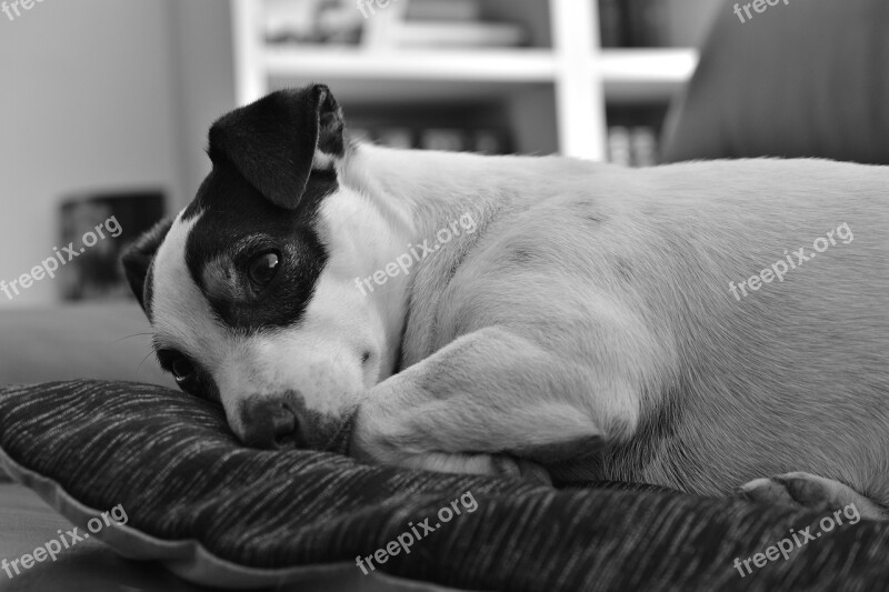 Dog Jack Russel Terrier Cute