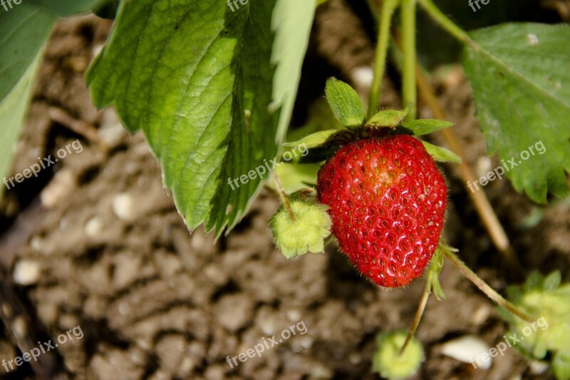 Strawberry Berry Fruit Sweet Red