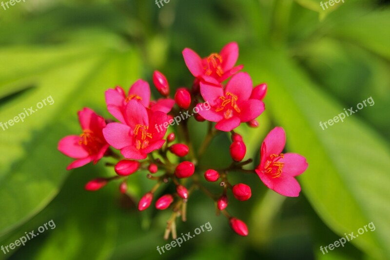 Flowers Red Plant Garden Bloom