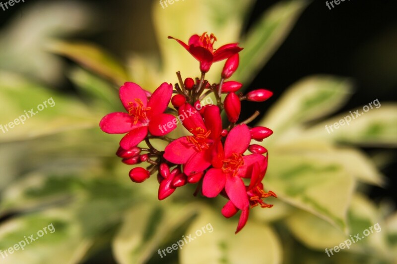 Flowers Red Plant Garden Bloom