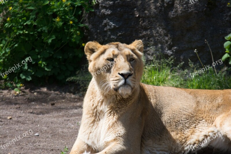 Lion Zoo Africa Predator Animal