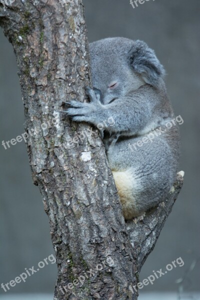 Koala Zoo Australia Animal Cute