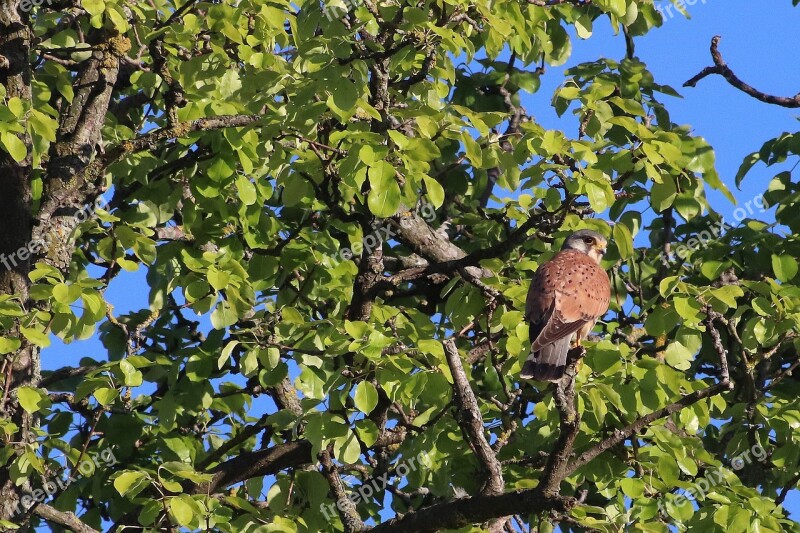 Raptor Falcon Bird Of Prey Feather Tree