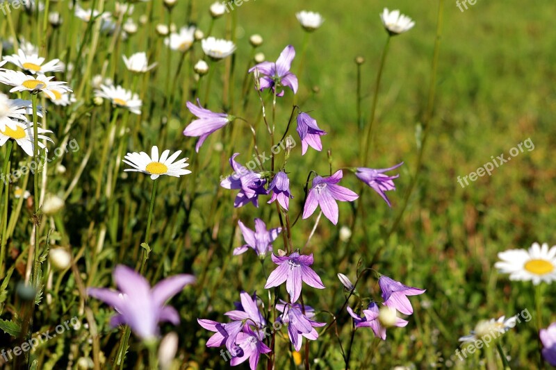 Flower Bellflower Violet Petals Pointed Flower